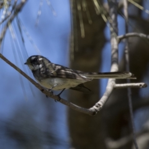 Rhipidura albiscapa at Bullen Range - 23 Sep 2018 11:21 AM