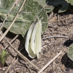 Pieris rapae (Cabbage White) at Bullen Range - 23 Sep 2018 by AlisonMilton