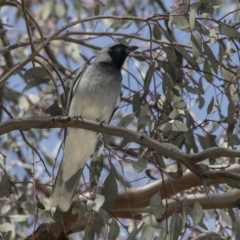 Coracina novaehollandiae (Black-faced Cuckooshrike) at Parkes, ACT - 24 Sep 2018 by AlisonMilton