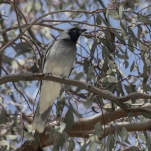 Coracina novaehollandiae at Parkes, ACT - 24 Sep 2018