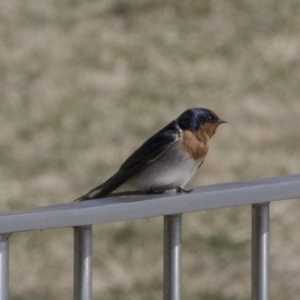 Hirundo neoxena at Parkes, ACT - 24 Sep 2018 10:28 AM