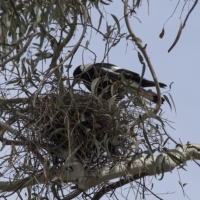 Gymnorhina tibicen (Australian Magpie) at Lake Burley Griffin Central/East - 24 Sep 2018 by AlisonMilton