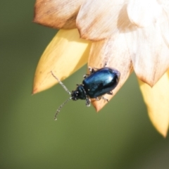 Altica sp. (genus) (Flea beetle) at Acton, ACT - 24 Sep 2018 by AlisonMilton