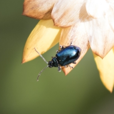 Altica sp. (genus) (Flea beetle) at ANBG - 24 Sep 2018 by Alison Milton