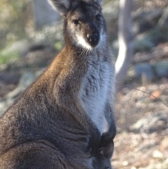 Notamacropus rufogriseus (Red-necked Wallaby) at Garran, ACT - 29 Sep 2018 by roymcd