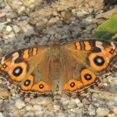 Junonia villida (Meadow Argus) at Tuggeranong Hill - 22 Nov 2015 by michaelb