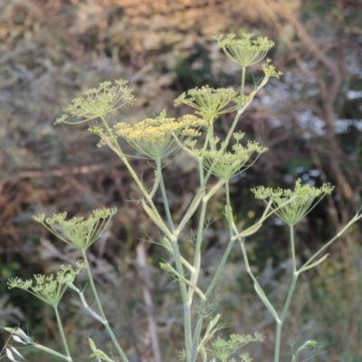 Foeniculum vulgare (Fennel) at Point Hut to Tharwa - 28 Dec 2014 by michaelb