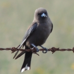 Artamus cyanopterus cyanopterus (Dusky Woodswallow) at Point Hut to Tharwa - 28 Dec 2014 by michaelb