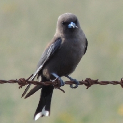 Artamus cyanopterus cyanopterus (Dusky Woodswallow) at Point Hut to Tharwa - 28 Dec 2014 by michaelb