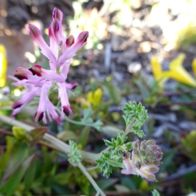 Fumaria sp. (Fumitory) at Parkes, ACT - 1 Oct 2018 by JanetRussell