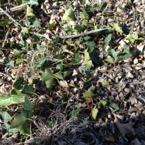 Hedera sp. (helix or hibernica) at Campbell, ACT - 2 Sep 2018