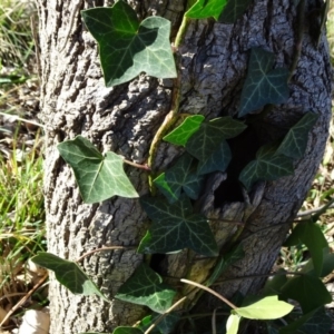 Hedera sp. (helix or hibernica) at Campbell, ACT - 2 Sep 2018 03:13 PM