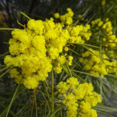 Acacia boormanii (Snowy River Wattle) at Bruce, ACT - 8 Sep 2018 by JanetRussell