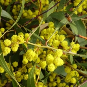 Acacia pycnantha at Bruce, ACT - 8 Sep 2018