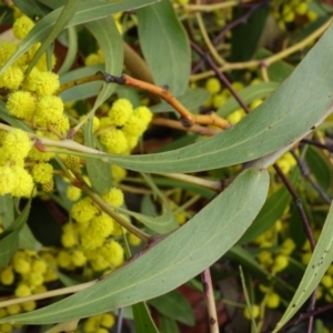 Acacia pycnantha at Bruce, ACT - 8 Sep 2018