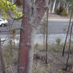 Acacia pycnantha at Bruce, ACT - 8 Sep 2018