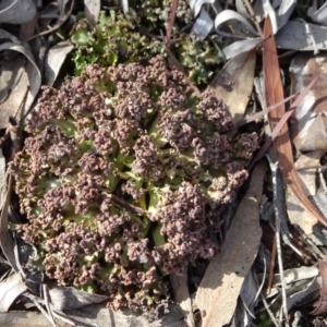 Heterodea sp. at Bruce, ACT - 8 Sep 2018