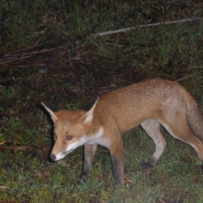 Vulpes vulpes (Red Fox) at Tidbinbilla Nature Reserve - 12 Mar 2016 by MichaelMulvaney