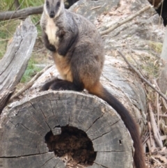 Petrogale penicillata (Brush-tailed Rock Wallaby) at Paddys River, ACT - 27 Mar 2016 by MichaelMulvaney