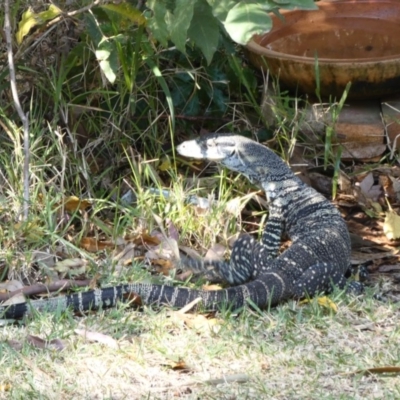 Varanus varius (Lace Monitor) at Undefined - 1 Oct 2018 by Marg