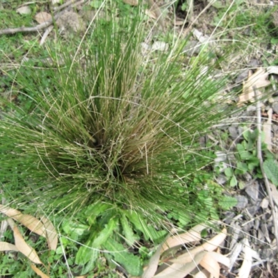 Nassella trichotoma (Serrated Tussock) at QPRC LGA - 27 Sep 2010 by natureguy