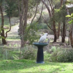 Cacatua galerita (Sulphur-crested Cockatoo) at Wamboin, NSW - 30 Sep 2010 by natureguy