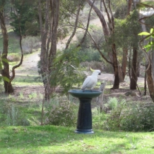 Cacatua galerita at Wamboin, NSW - 1 Oct 2010