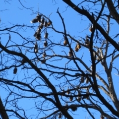 Pteropus poliocephalus (Grey-headed Flying-fox) at Commonwealth & Kings Parks - 3 Jul 2010 by natureguy