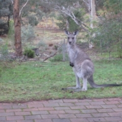 Macropus giganteus (Eastern Grey Kangaroo) at Wamboin, NSW - 26 Apr 2015 by natureguy