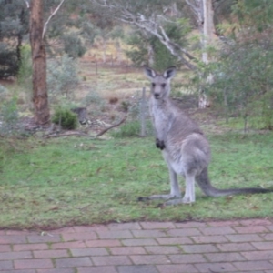 Macropus giganteus at Wamboin, NSW - 26 Apr 2015