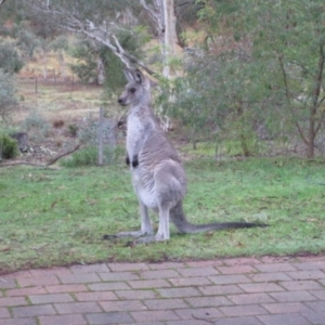 Macropus giganteus at Wamboin, NSW - 26 Apr 2015