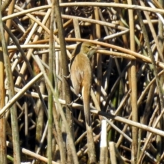 Acrocephalus australis (Australian Reed-Warbler) at Watson, ACT - 2 Oct 2018 by RodDeb