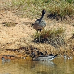 Chenonetta jubata (Australian Wood Duck) at Watson, ACT - 2 Oct 2018 by RodDeb