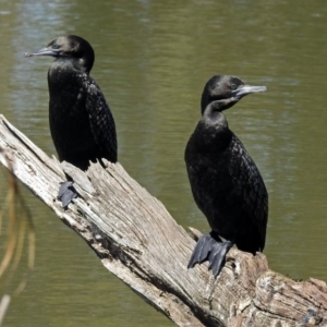 Phalacrocorax sulcirostris at Watson, ACT - 2 Oct 2018 11:34 AM