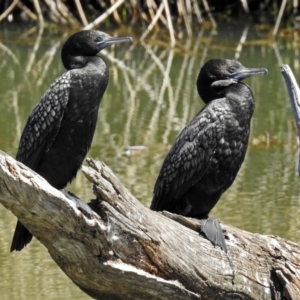 Phalacrocorax sulcirostris at Watson, ACT - 2 Oct 2018 11:34 AM