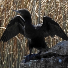 Phalacrocorax sulcirostris at Watson, ACT - 2 Oct 2018 11:34 AM