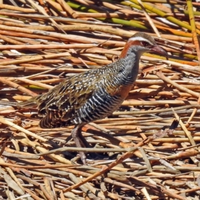 Gallirallus philippensis (Buff-banded Rail) at Watson Green Space - 2 Oct 2018 by RodDeb