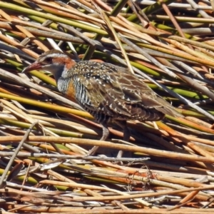 Gallirallus philippensis at Watson, ACT - 2 Oct 2018 11:11 AM