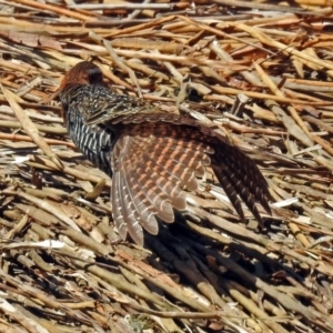 Gallirallus philippensis at Watson, ACT - 2 Oct 2018 11:11 AM