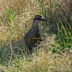 Gallirallus philippensis at Watson, ACT - 2 Oct 2018 11:11 AM