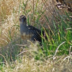 Gallirallus philippensis at Watson, ACT - 2 Oct 2018 11:11 AM