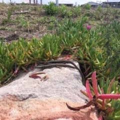 Eulamprus quoyii (Eastern Water Skink) at Undefined - 22 Sep 2018 by Firetail