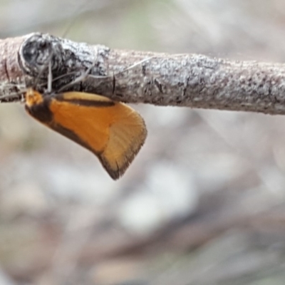 Philobota undescribed species near arabella (A concealer moth) at Mount Mugga Mugga - 2 Oct 2018 by Mike