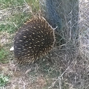 Tachyglossus aculeatus at Dunlop, ACT - 2 Oct 2018