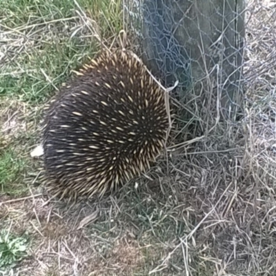 Tachyglossus aculeatus (Short-beaked Echidna) at Dunlop, ACT - 2 Oct 2018 by RDuncan