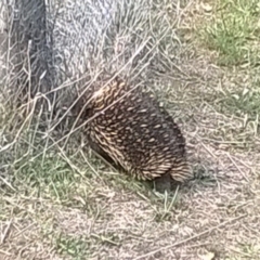 Tachyglossus aculeatus at Dunlop, ACT - 2 Oct 2018