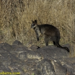 Wallabia bicolor (Swamp Wallaby) at Cotter Reserve - 22 Sep 2018 by BIrdsinCanberra