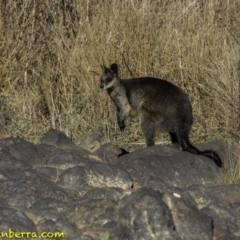 Wallabia bicolor (Swamp Wallaby) at Stromlo, ACT - 23 Sep 2018 by JonSteinbeck