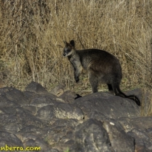 Wallabia bicolor at Stromlo, ACT - 23 Sep 2018