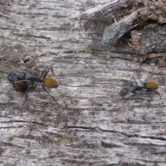 Camponotus aeneopilosus (A Golden-tailed sugar ant) at O'Malley, ACT - 2 Oct 2018 by Mike